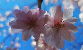 sunlight on cherry blossoms
