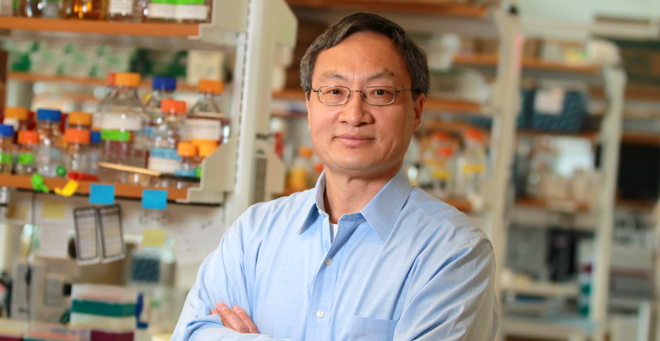 Fen-Biao Gao, inaugural Cellucci Chair, studies ALS, FTD