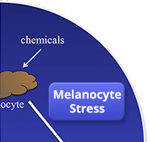 Melanocyte Stress/